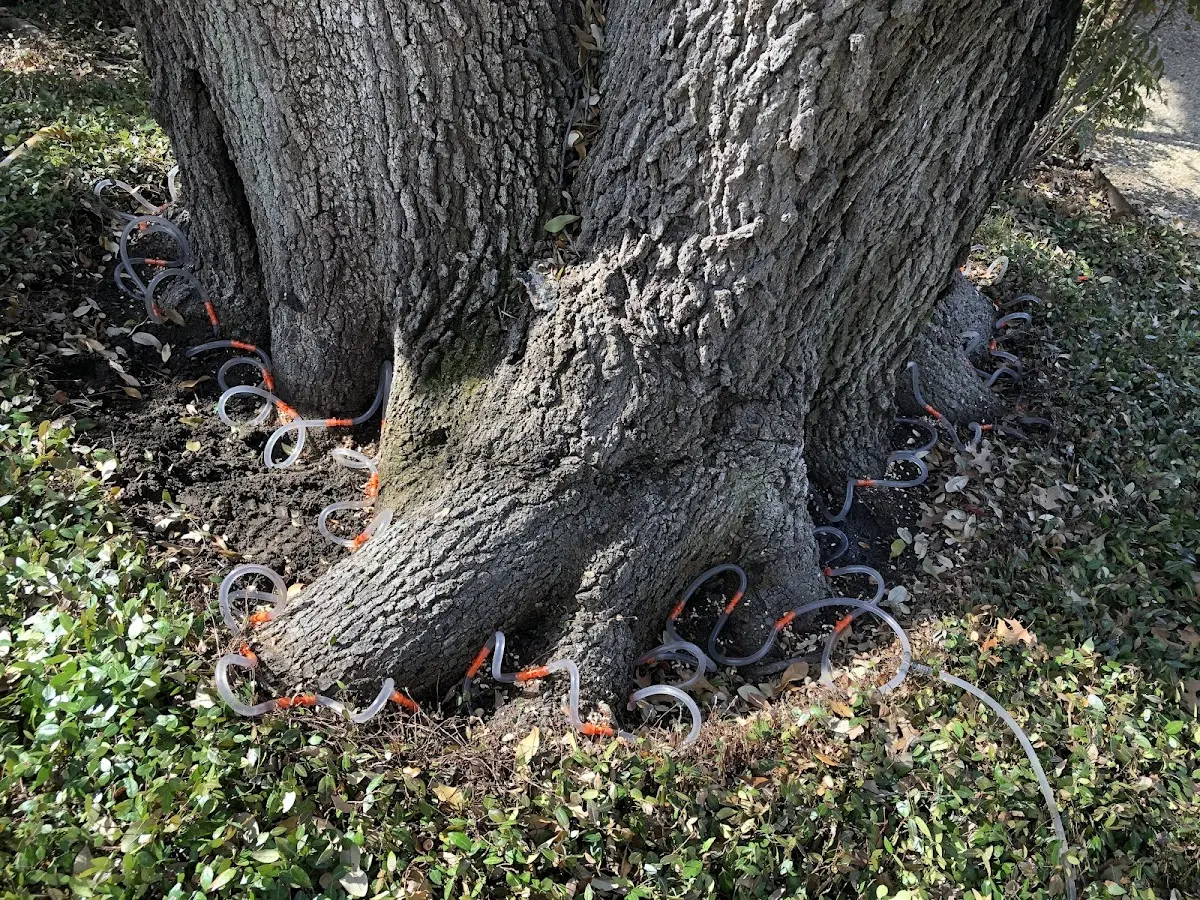 Detailed Tree Cabling and Bracing job site in Molino