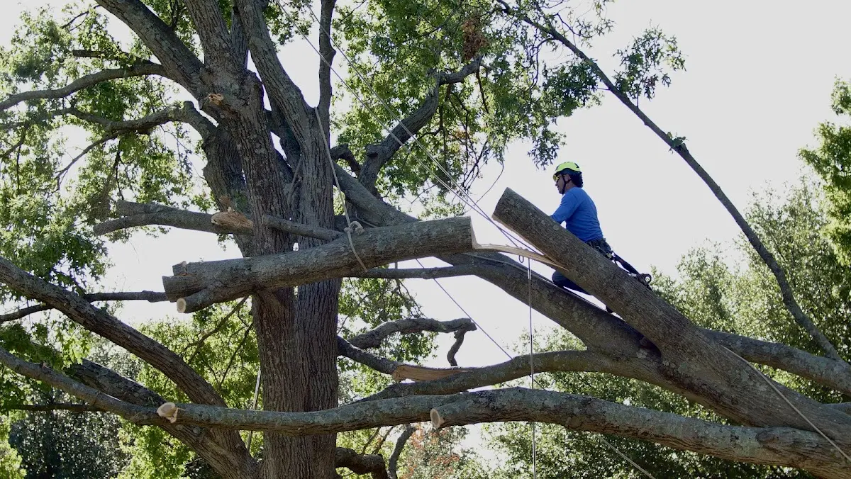 Professional Crown Thinning performed by certified arborists in Molino