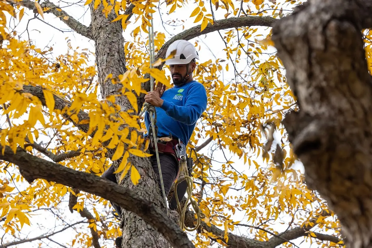 Skilled Tree Transplanting crew working in Molino